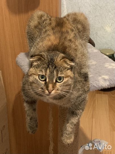 Кошки в добрые руки