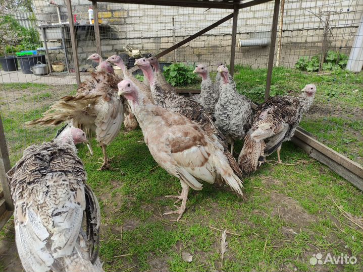 Индюки домашние