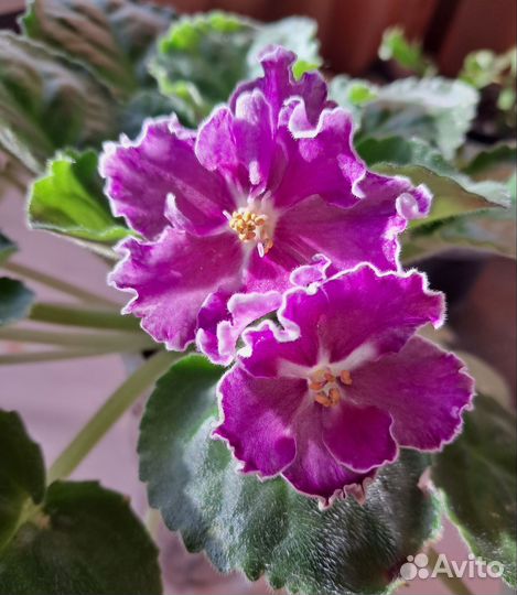 Комнатные цветы: фиалки,суккуленты и т.д