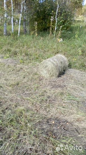 Сено в рулонах