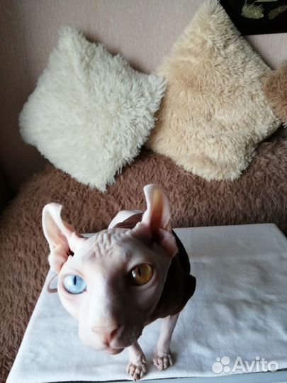 Кот вязка