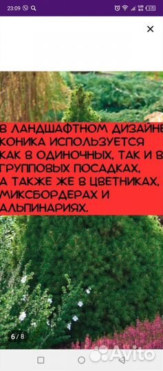 Ель Канадская Conica