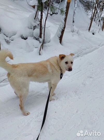 Атос ищет дом