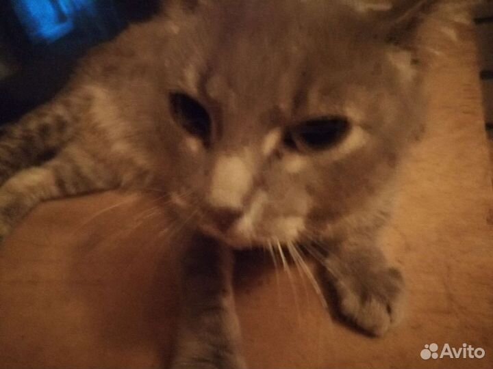 Русская голубая кошка