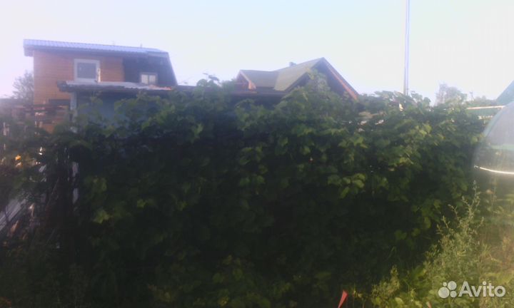 Виноград сибирский саженцы