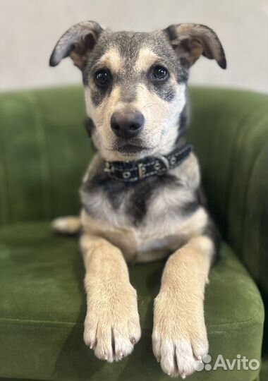 Щенок в добрые руки бесплатно мальчик