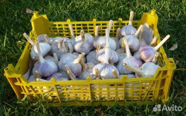 Чеснок на посадку