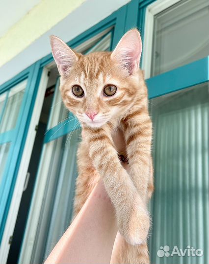 Рыжий котенок мальчик в добрые руки