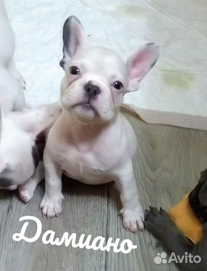 Бело голубая крошка