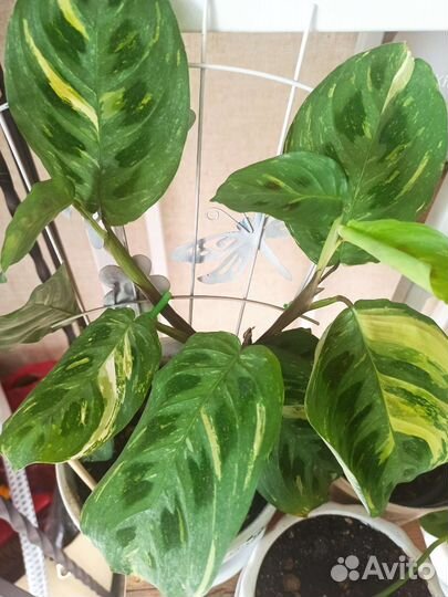 Маранта вариегантная