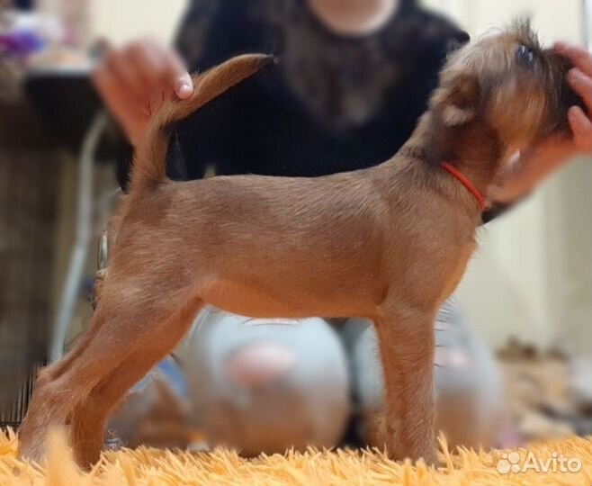 Малый брабансон