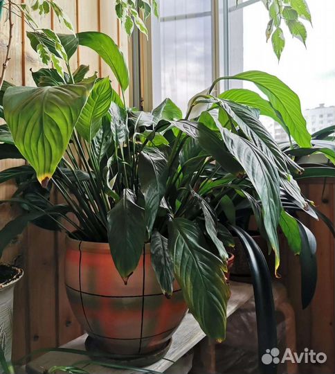 Спатифиллум и Кротон (Кодиеум)