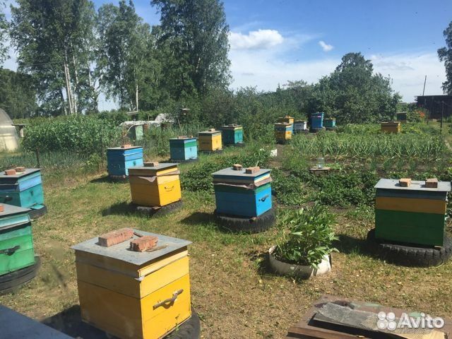 Пчелопакеты 2024