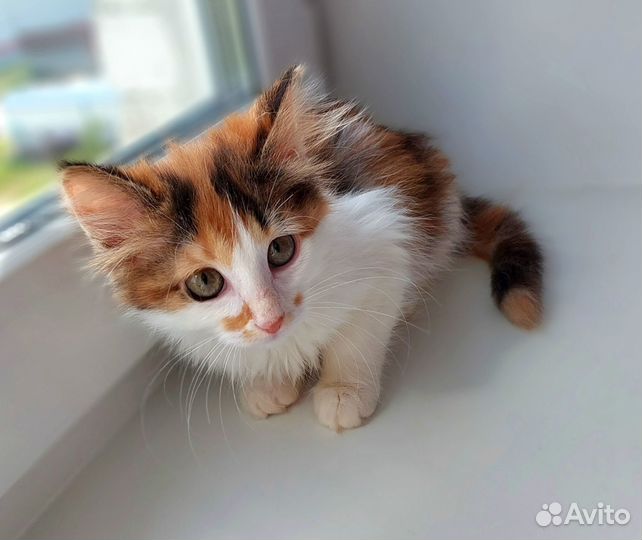 Трёхцветная норвежская лесная малышка в дар