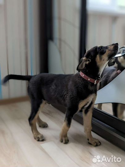 Щенок в добрые руки мальчик