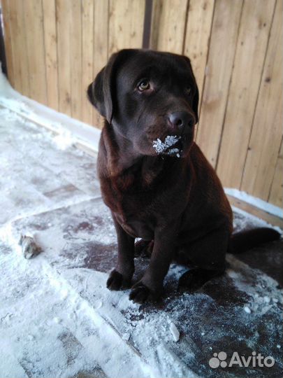 Вязка лабрадора ретривера