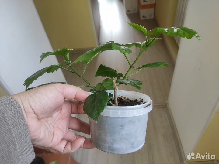 Роза комнатная махровая