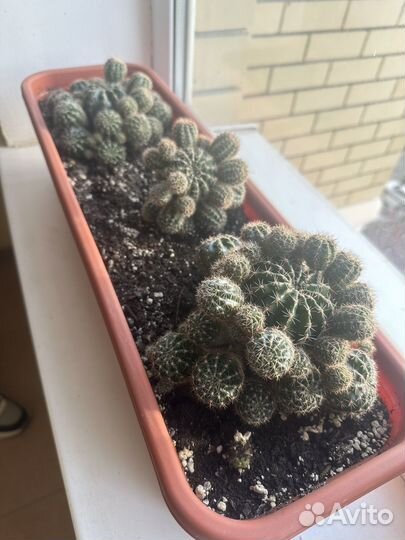 Кактусы и суккуленты