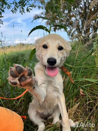 Симочка милый щенок