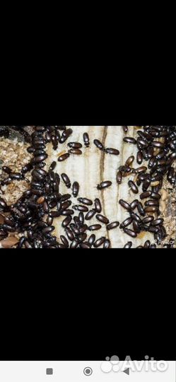 Жук знахарь