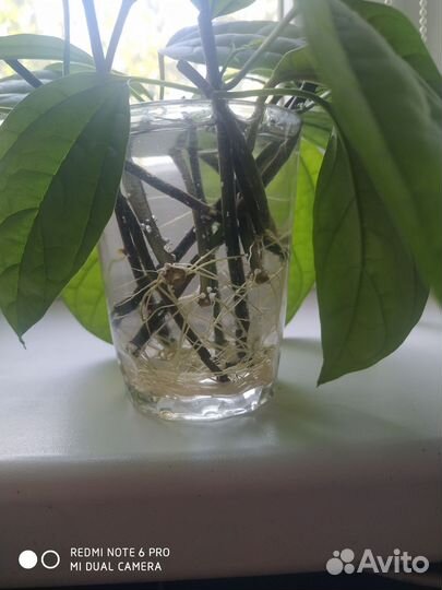 Клеродендрум Томсона