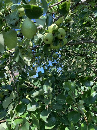 Участок 30 сот. (ИЖС)