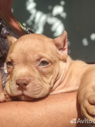 Щенки американского Булли