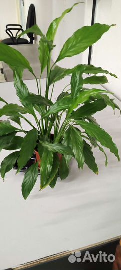 Комнатные цветы калла