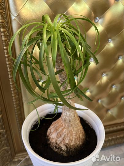 Нолина(Бокарнея)