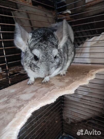 Передержка ваших питомцев