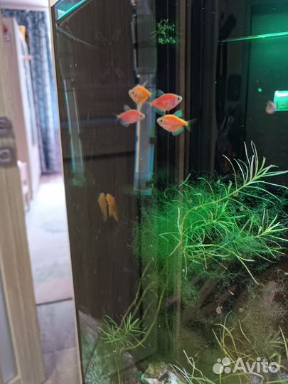 Аквариум с тумбой и внешним фильтром