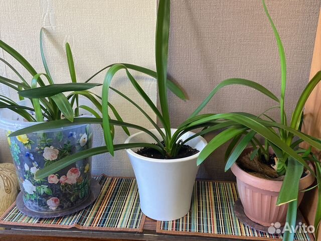 Комнатные цветы кливия