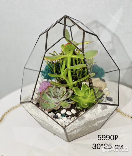 Большой флорариум с растениями