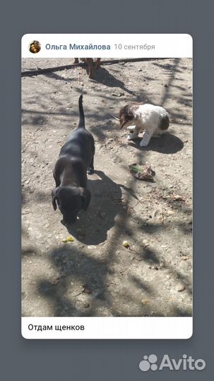 Щенки бесплатно