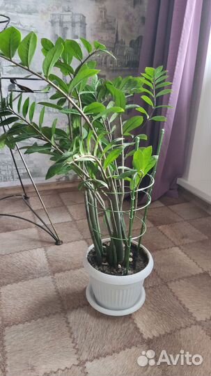 Замиокулькас (долларовое дерево)