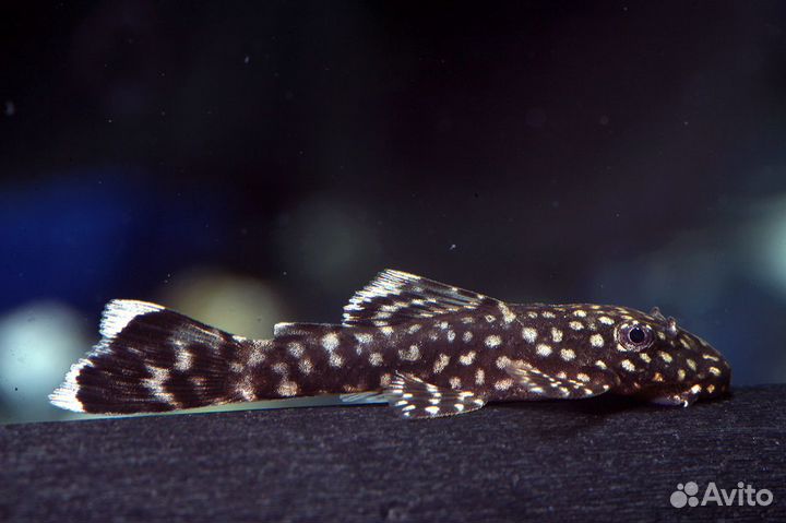 Аквариумные рыбки