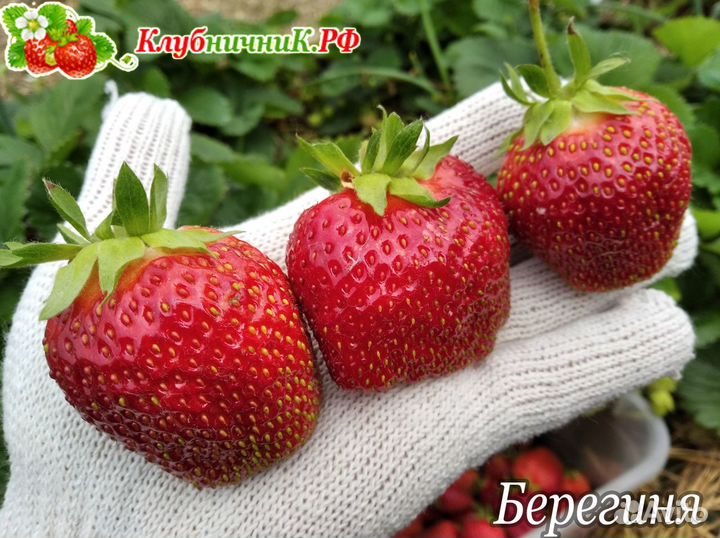 Рассада клубники (крупноплодной земляники садовой)