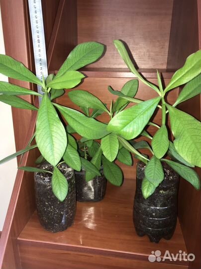 Синадениум