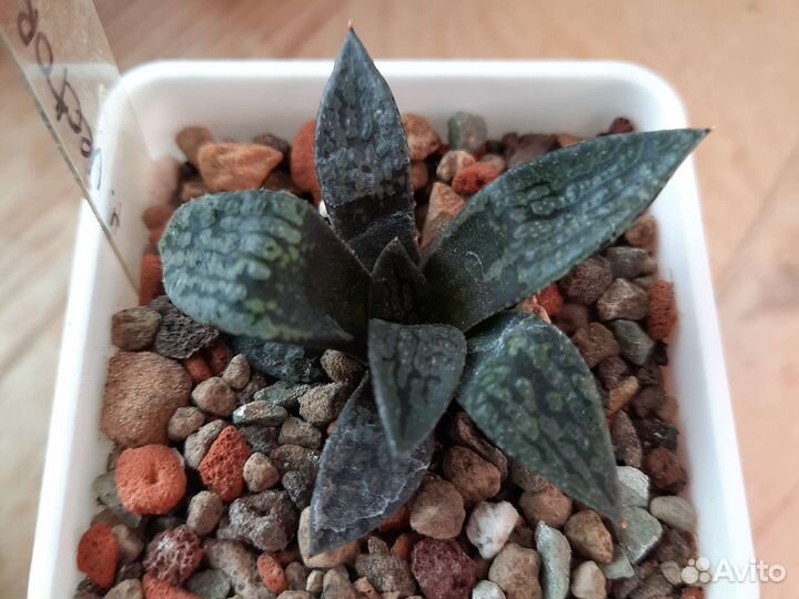 Хавортия Vector