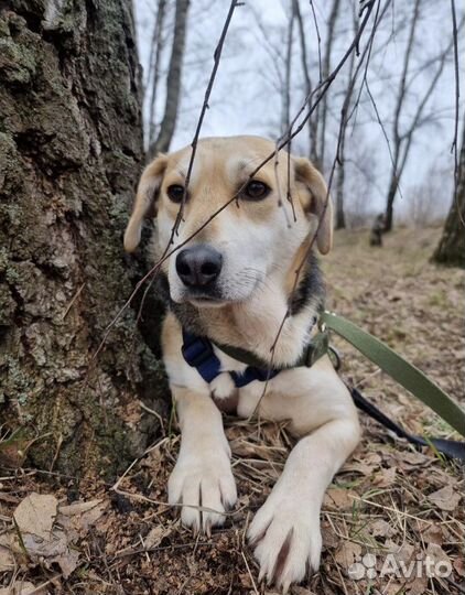 Самая нежная девочка Лада ищет дом