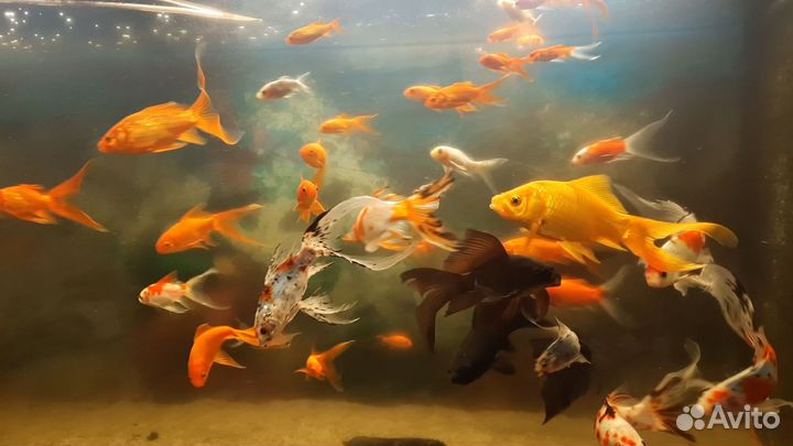 Живая рыба