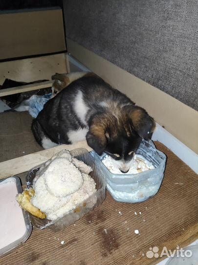 Щенки в добрые руки