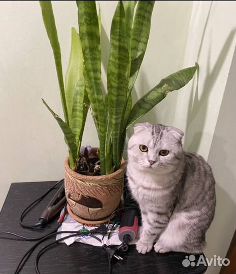 Котята породистые