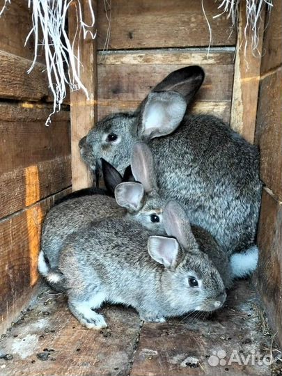 Кролики мясных пород