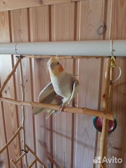 Попугай карелла самец