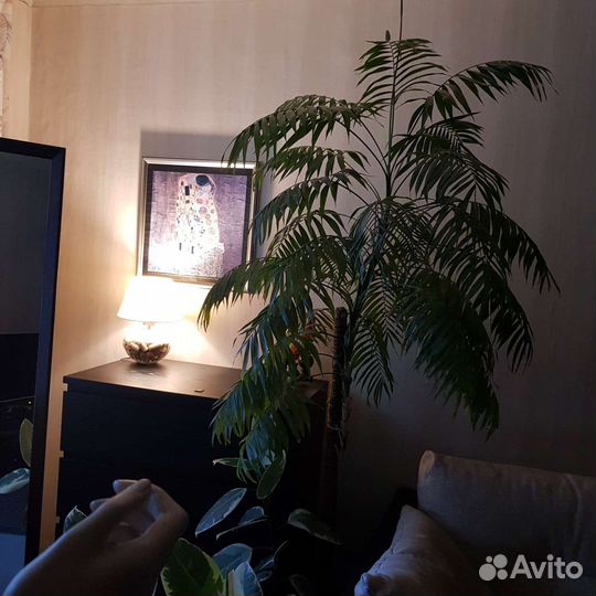 Пальма Хамедорея