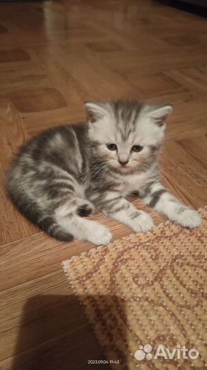 Британская