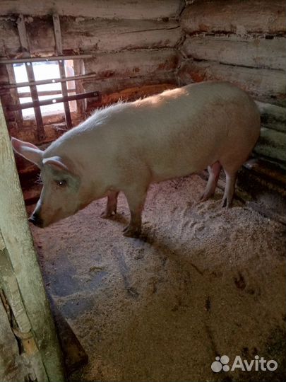 Свиноматка