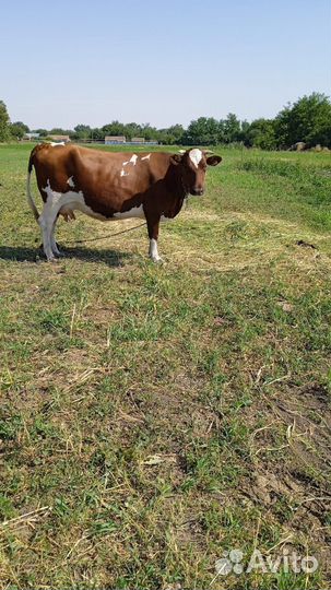 Коровы дойные молочные ставропольский край