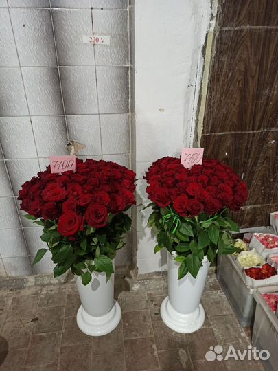 51 метровая роза